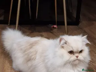 Munchkin cats Munchkin Persian Male Cat - Advert 2