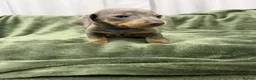 Dachshund dogs for sale: Dachshund - Advert 15