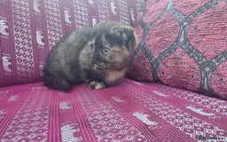 Munchkin cats for sale: Munchkin x Scottish Fold - Image 20