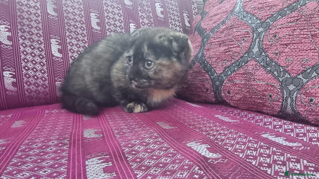 Munchkin cats for sale: Munchkin x Scottish Fold - Image 20