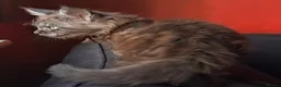 Maine Coon cats for sale: Maine Coon kittens in Manchester  (2 boys) - Advert 5