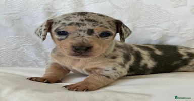 Miniature Dachshund dogs - Advert 15