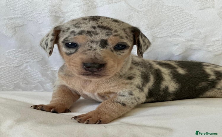 Miniature Dachshund dogs - Advert 2