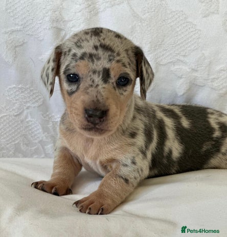 Miniature Dachshund dogs - Advert 2