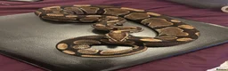 Python Snake reptiles for sale: Adult male ball python for sale  - Advert 1