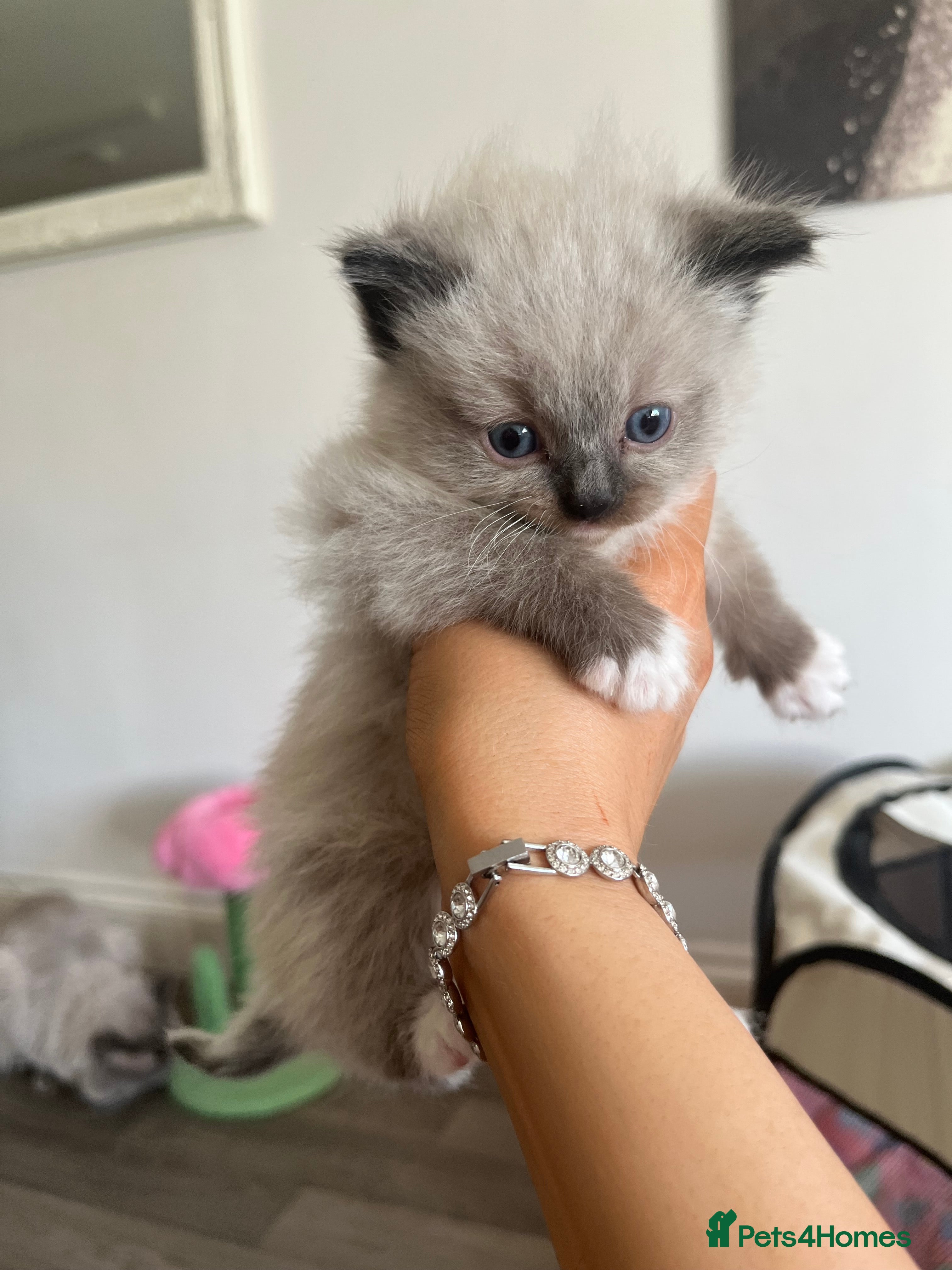 Ragdoll cats PUREBRED RAGDOLL KITTENS  - Advert 2