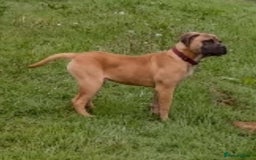 Mixed Breed dogs for sale: Labrador x bullmastiff  - Image 4