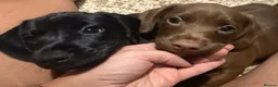 Mixed Breed dogs for sale: Dachshund/ Springer Spaniel puppies - Advert 9