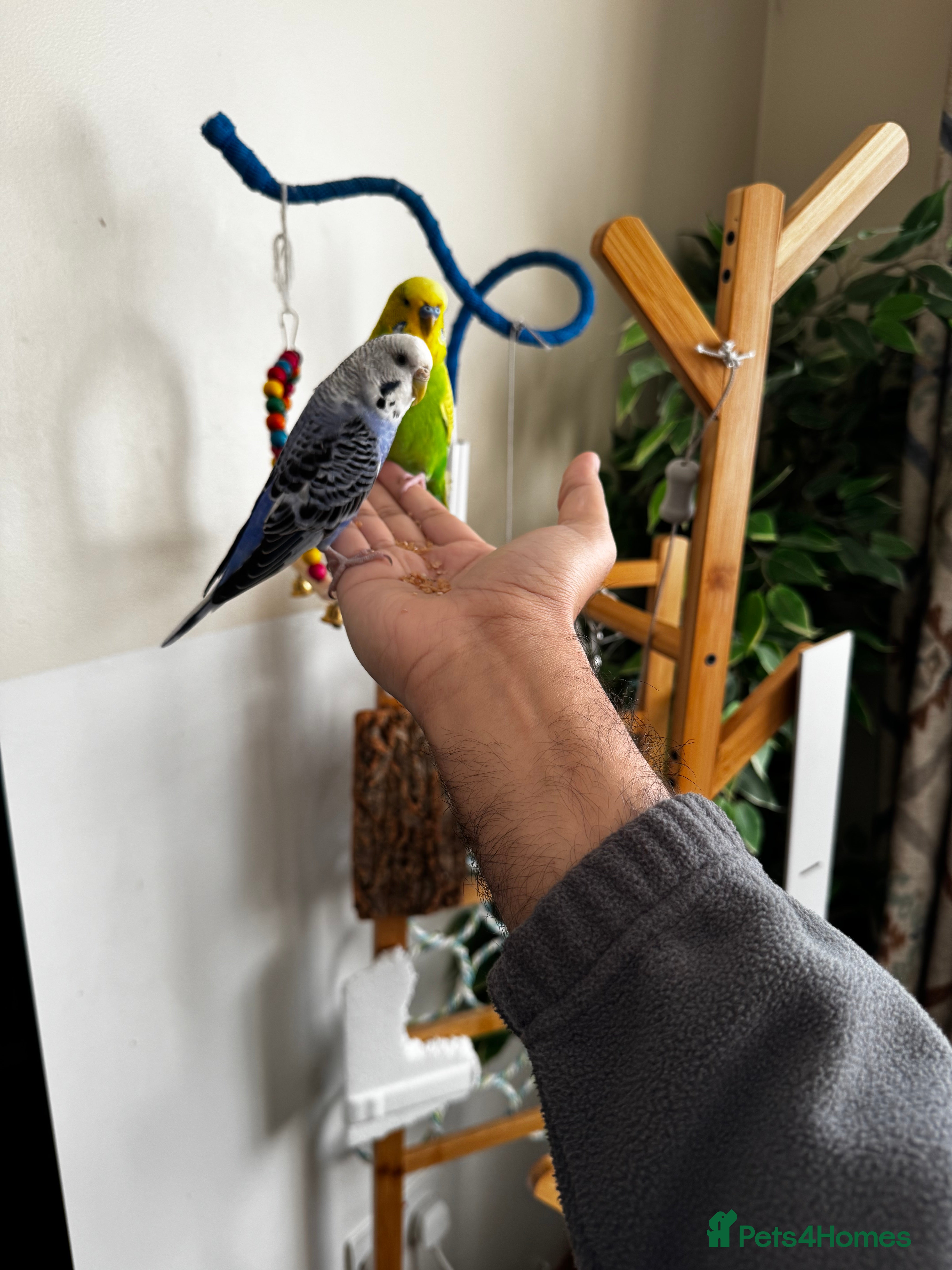 Budgerigars birds Bonded budgies  - Advert 1