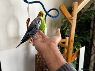 Budgerigars birds Bonded budgies - Advert 11