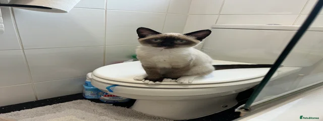 Biscuit