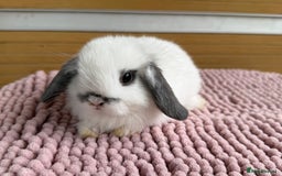Mini Lop rabbits for sale: 4 baby mini lop bunnies  - Image 6