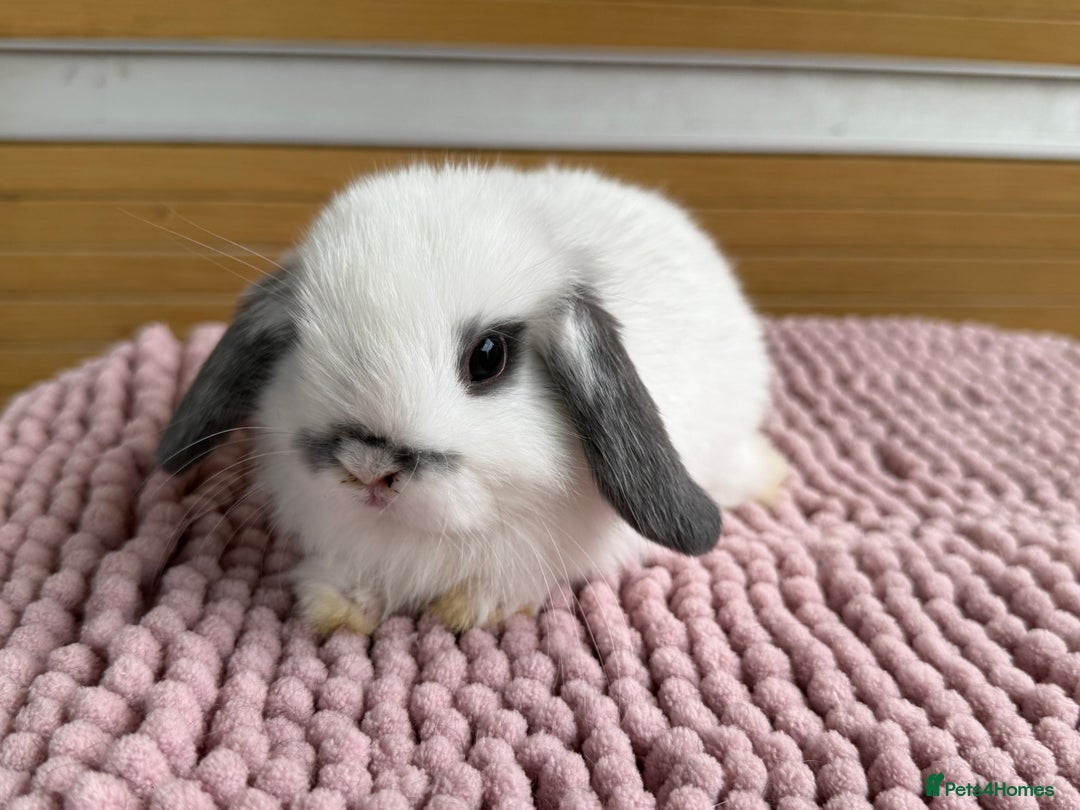 Mini Lop rabbits for sale: 4 baby mini lop bunnies  - Image 6