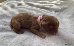 Mixed Breed dogs for sale: Cockapoo/Cavapoo Mix Puppies Available 10 Nov 25 - Image 30