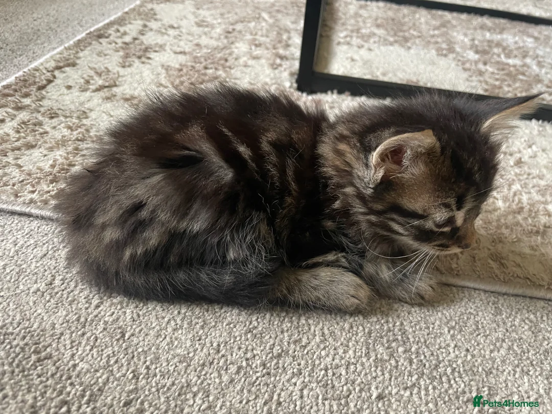 Mixed Breed cats for sale: Kittens for sale  in Bradford - Advert 1