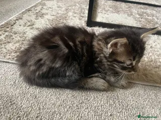 Mixed Breed cats Kittens for sale - Advert 1