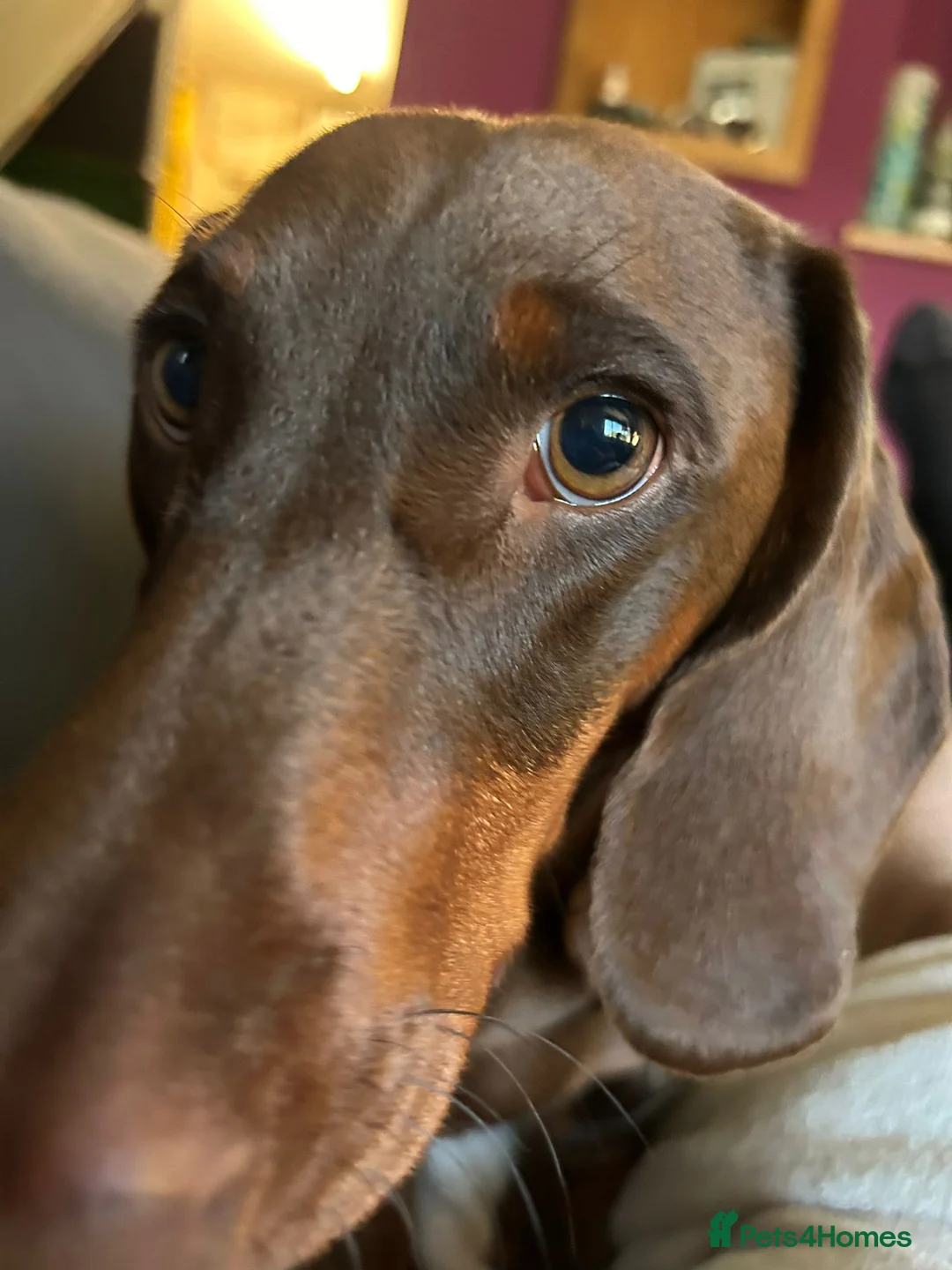 Dachshund dogs for stud: Pedigree standard Dachshund  in Wellington - Advert 6