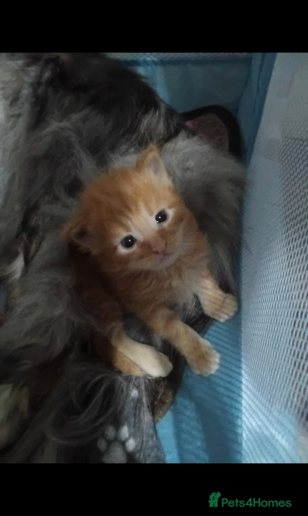 Maine Coon cats for sale: Beautiful litter of mainecoon babies😍 - Advert 2