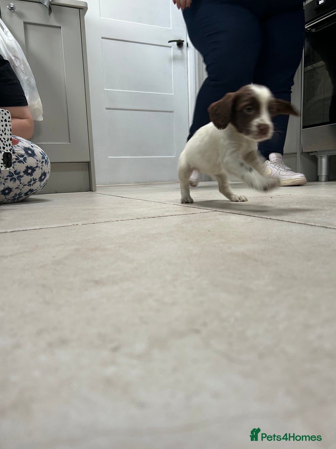 Sprocker dogs for sale: Working Sprocker Spaniels  - Advert 21