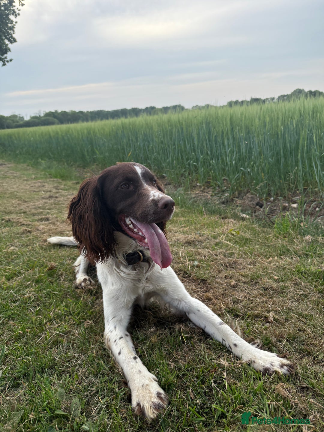 Sprocker dogs for sale: Sprocker puppies  - Advert 2