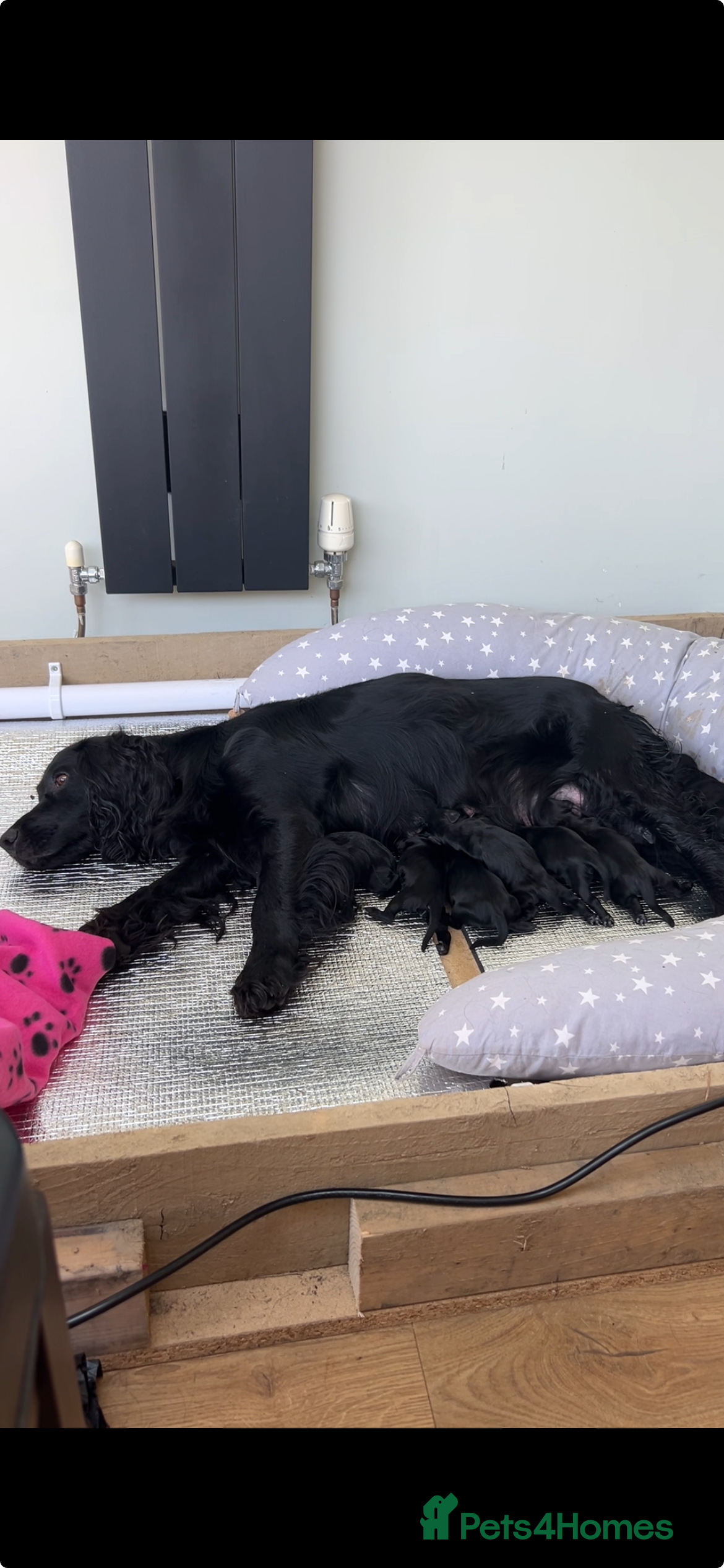 Cocker Spaniel dogs Ready to leave now! - Advert 2