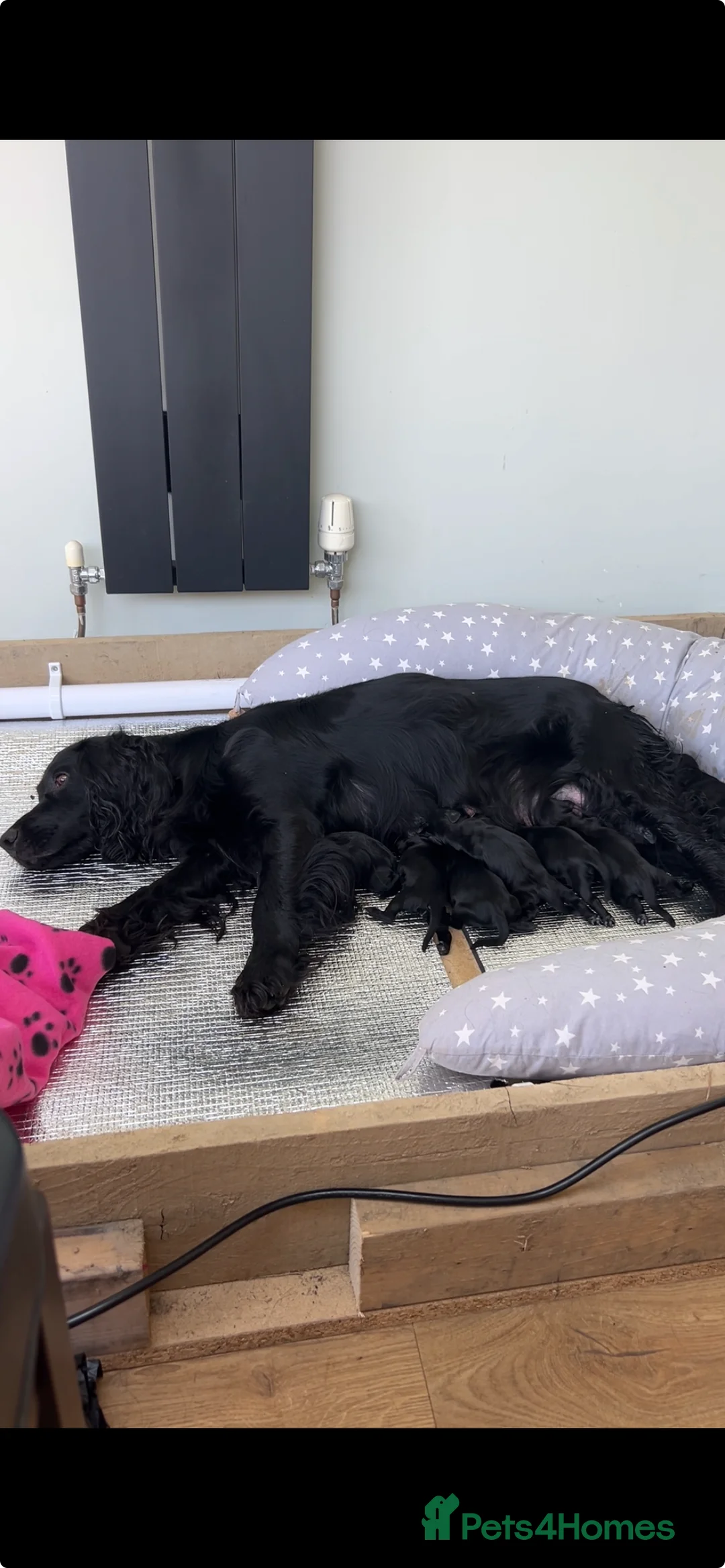 Cocker Spaniel dogs for sale: Ready to leave now! - Advert 2