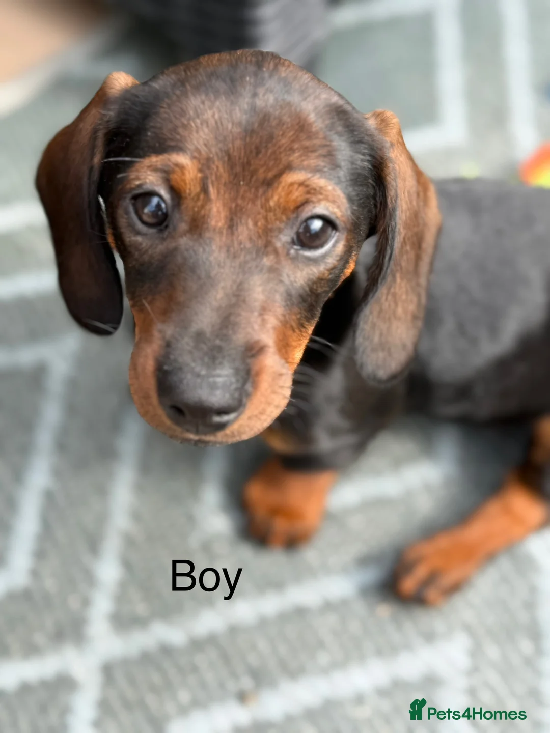 Miniature Dachshund dogs for sale: Wirehair miniature dachshunds and smooth - Advert 6