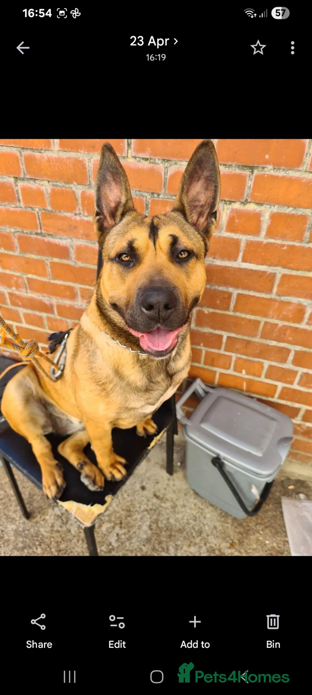 Belgian Shepherd Dog dogs for sale: Belgian mali for sale  in Stockton-on-Tees - Advert 1