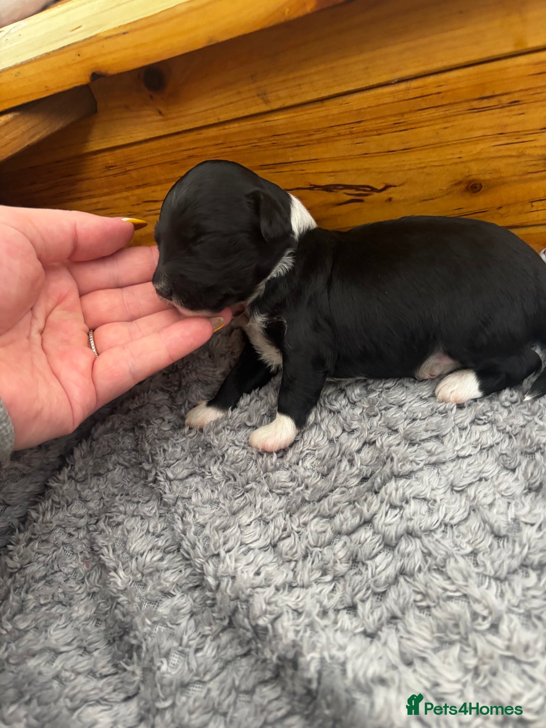 Chinese Crested dogs for sale: Chinese crested powderpuff ready September 12th - Image 24