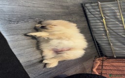 Pomeranian dogs for sale: Pomeranian puppies - Advert 10