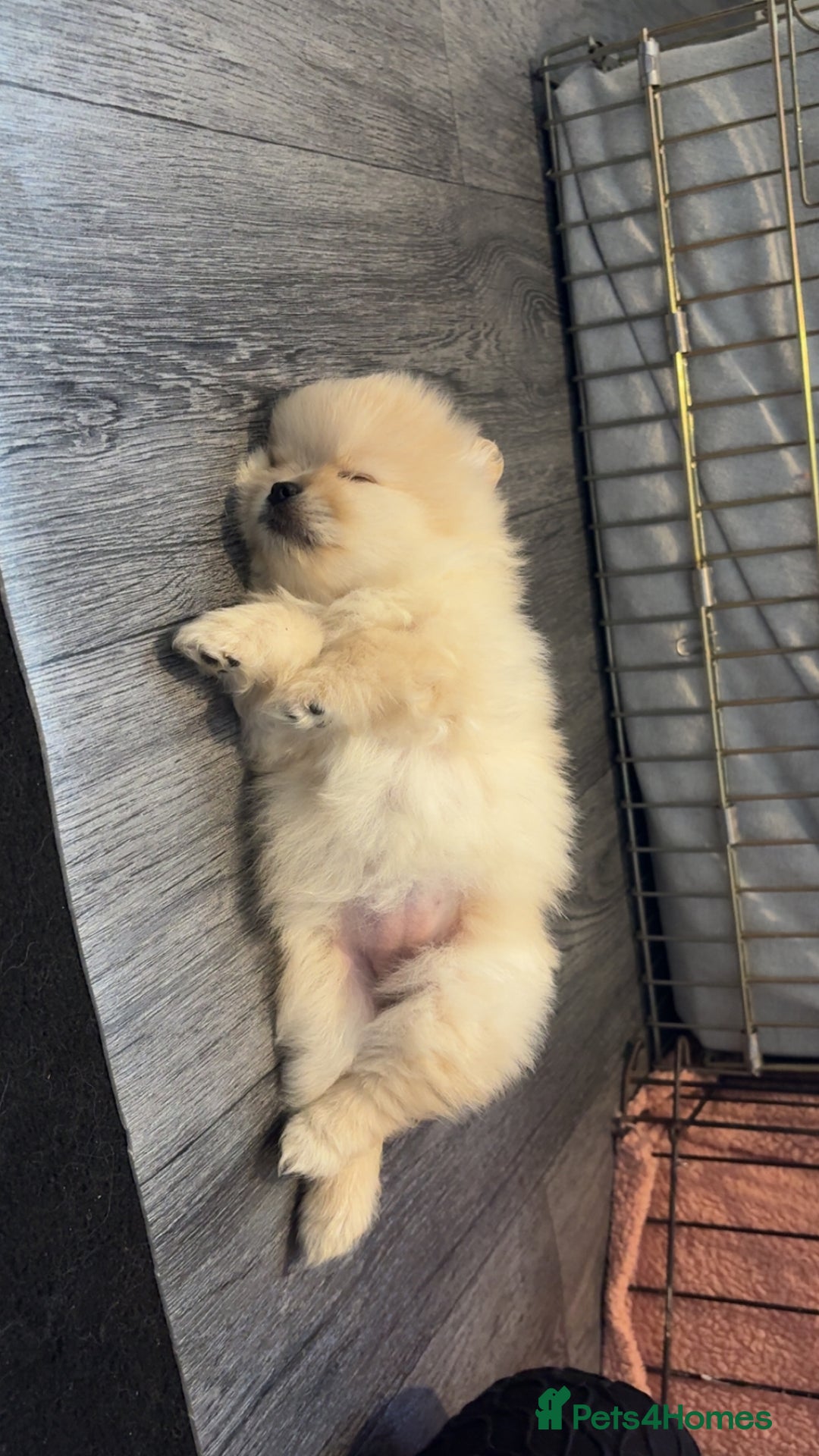 Pomeranian dogs for sale: Pomeranian puppies - Advert 10