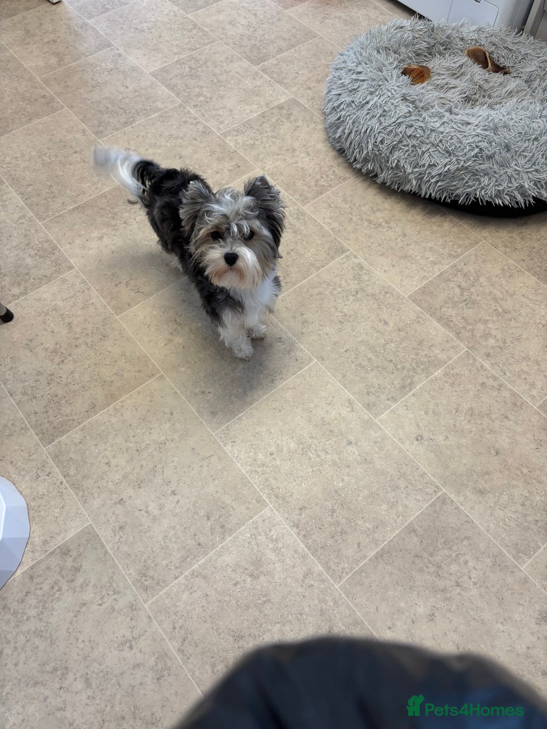 Yorkshire Terrier dogs for sale: Yorkshire terrier - Image 1