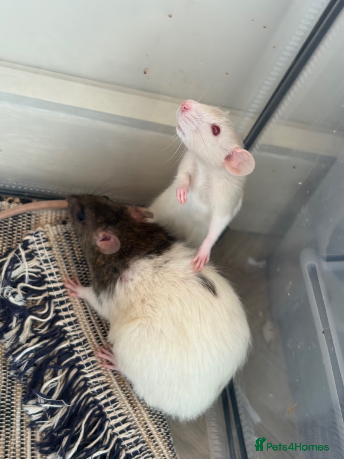 Rat rodents Two beautiful Rats for sale  - Advert 1
