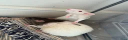 Rat rodents for sale: Two beautiful Rats for sale  in Porth - Advert 1