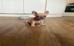 French Bulldog dogs for sale: Last 3 pups available !!Kc French bulldog puppy’s  - Image 28