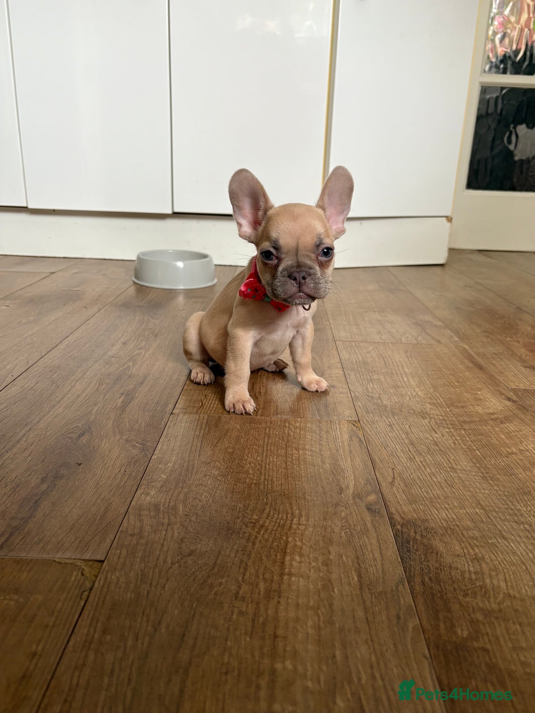 French Bulldog dogs for sale: Last 3 pups available !!Kc French bulldog puppy’s  - Image 28