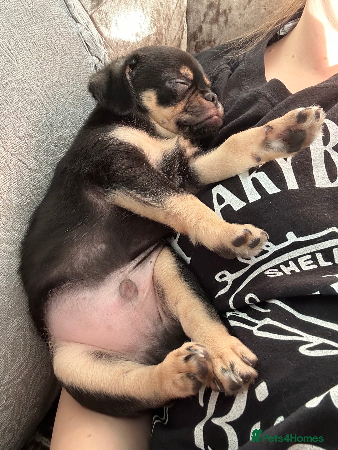 Chug dogs for sale: Chug male  - Image 6