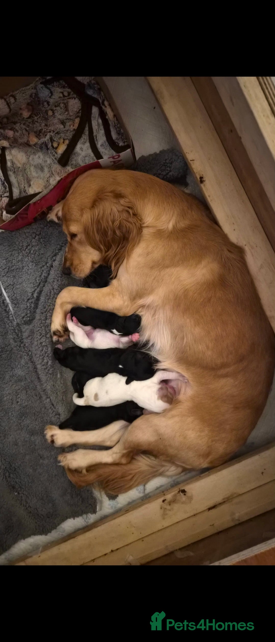 Sprocker dogs Sprocker Spaniel Puppies - Advert 13