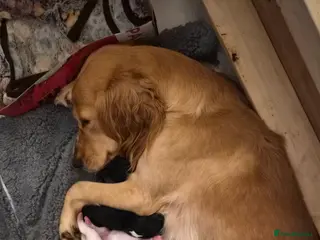 Sprocker dogs Sprocker Spaniel Puppies * only 1 left * - Advert 8