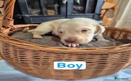 Labrador Retriever dogs for sale: Chunky Labrador retriever pups for sale - Image 8