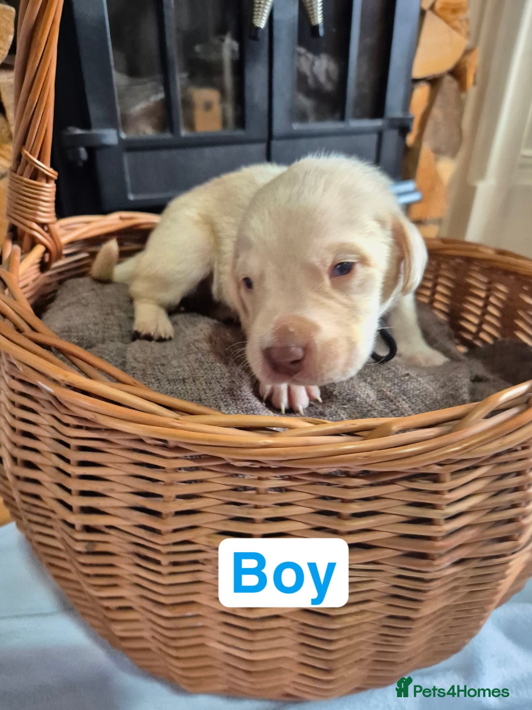 Labrador Retriever dogs for sale: Chunky Labrador retriever pups for sale - Image 8