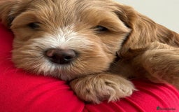 Goldendoodle dogs for sale: Australian Labradoodle RED&White TUX -Waiting list - Image 25