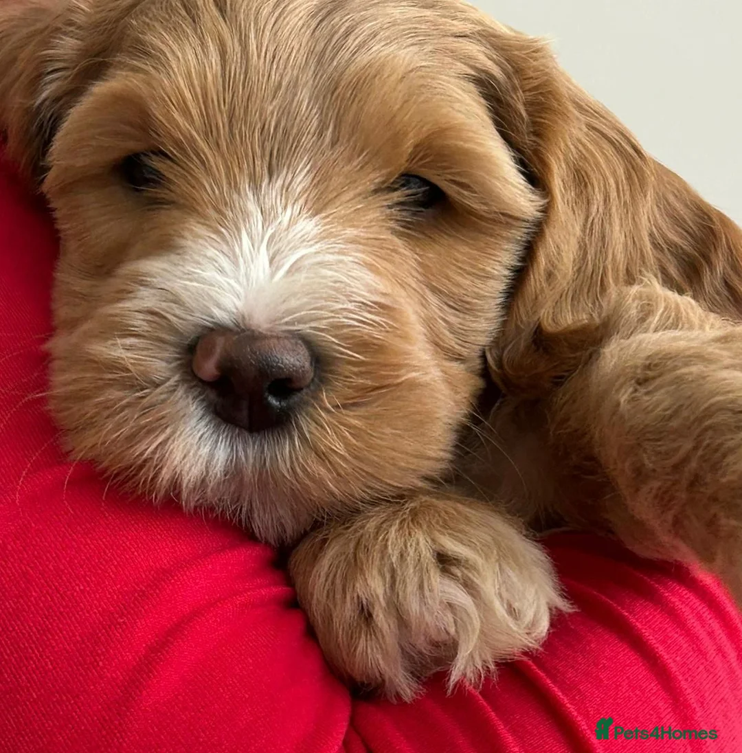 Goldendoodle dogs for sale: WAITING LIST- Australian Labradoodle RED&White TUX - Advert 21