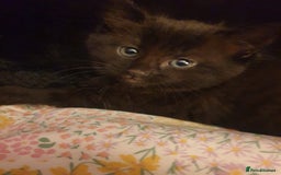 Domestic Shorthair cats for sale: Ghost tabby - Image 2