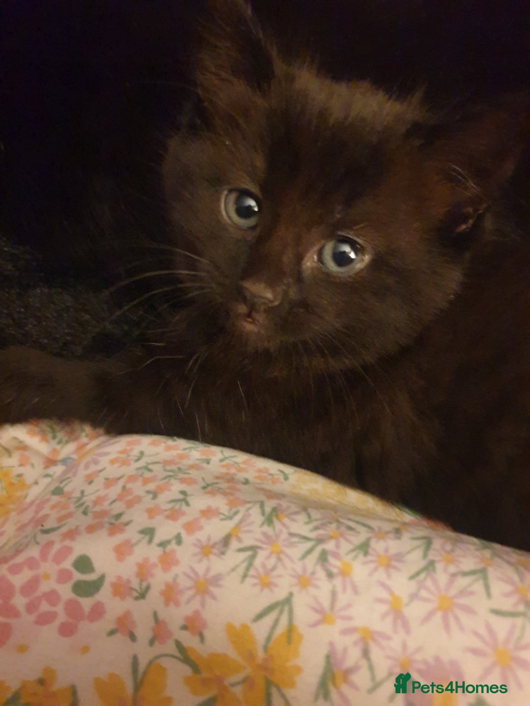 Domestic Shorthair cats for sale: Ghost tabby - Image 2