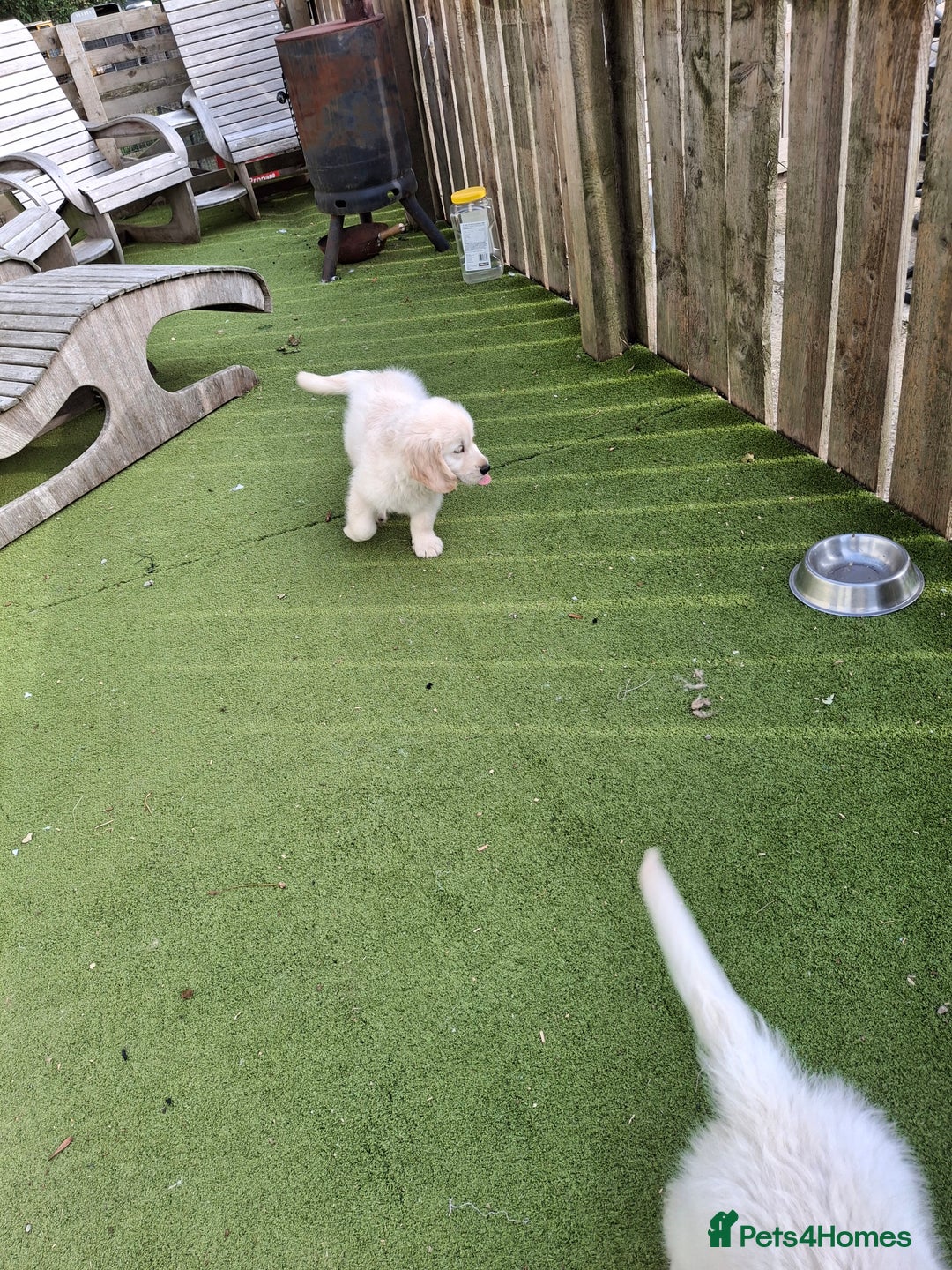 Golden Retriever dogs for sale: Golden Retreiver Puppies  - Image 15