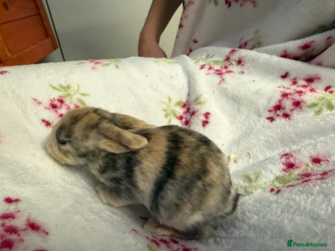 Mini Lop rabbits for sale: Pure Bred Mini Lops - Advert 4