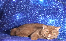 British Shorthair cats for sale: Retired Tica registered British shorthair females  - Image 12