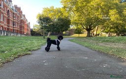 Standard Poodle dogs for sale: Forever Home for Lovely Girl - Image 4