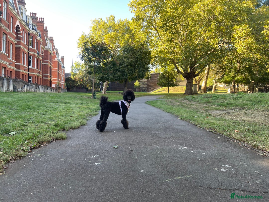 Standard Poodle dogs for sale: Forever Home for Lovely Girl - Image 4